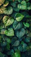 Lush Green Heart-Shaped Leaves on a Tropical Vine photo