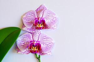 The mockup of a beautiful pink orchid on blank paper showcases a delicate and elegant floral design. photo
