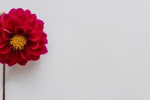 Beautiful Red Flower on White Background Mockup Capturing the Timeless Elegance of Floral Simplicity photo