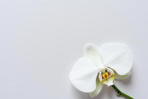 etéreo elegancia Bosquejo de hermosa blanco orquídea en blanco papel, ideal para creativo proyectos y artístico presentaciones, destacando natural belleza y gracia foto