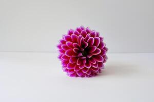 Mockup Cute Flower on White Background A Charming Display of Floral Elegance and Simplicity photo