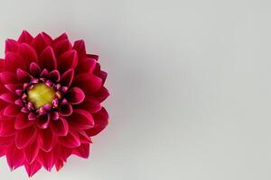 Beautiful Red Flower on White Background Mockup Capturing the Timeless Elegance of Floral Simplicity photo