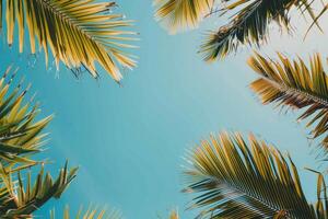 Blue Sky With Palm Trees photo