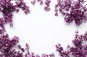 Bunch of Purple Flowers on White Background photo