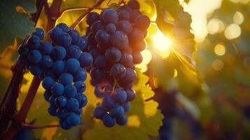 Cluster of Grapes Hanging From Vine photo