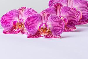 el Bosquejo de un hermosa rosado orquídea en blanco papel vitrinas un delicado y elegante floral diseño. foto