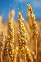 Vibrant Wheat Field Under Blue Sky photo