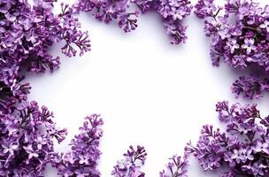 Bunch of Purple Flowers on White Background photo