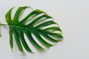 Beautiful Monstera Leaf on White Paper A Captivating Display of Nature's Artistry with Elegant Green Foliage Set Against a Pristine White Background, Perfect for Enhancing photo