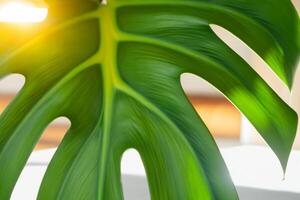 Morning Radiance Capturing Cheerful Sunshine and Beautiful Monstera Leaves in a Heartwarming Photo That Fills the Heart with Joy and Showcases the Natural Beauty of Sunlight at Dawn