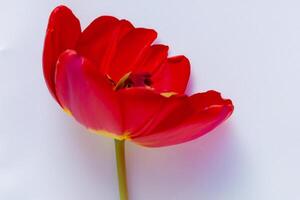 Beautiful Red Tulip Beauty on Blank Paper, Capturing Timeless Elegance and Vibrant Charm, Perfect for Artistic Presentations and Creative Projects photo