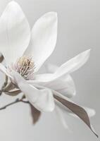 Close-Up of a White Flower on Gray Background photo