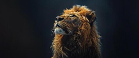 Close Up of Lions Head on Black Background photo