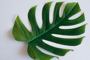 hermosa monstera hoja en blanco papel un maravilloso mezcla de natural elegancia y minimalista encanto, exhibiendo el intrincado detalles y lozano verde matiz en contra un crujiente y prístino antecedentes foto