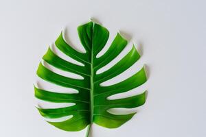 Beautiful Monstera Leaf on White Paper A Captivating Display of Nature's Artistry with Elegant Green Foliage Set Against a Pristine White Background, Perfect for Enhancing photo