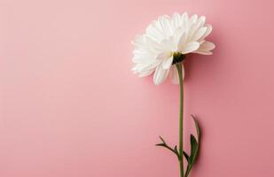 White Flower on Pink Background photo