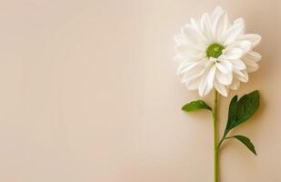 Single White Flower With Green Stem photo