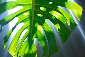 Mañana resplandor capturar alegre Brillo Solar y hermosa monstera hojas en un reconfortante foto ese llena el corazón con alegría y vitrinas el natural belleza de luz de sol a amanecer