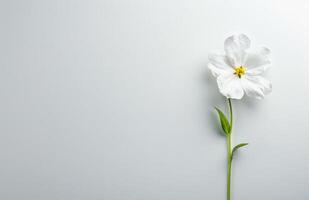 Single White Flower on White Background photo