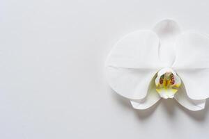 etéreo elegancia Bosquejo de hermosa blanco orquídea en blanco papel, ideal para creativo proyectos y artístico presentaciones, destacando natural belleza y gracia foto