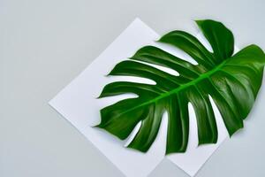 Beautiful Monstera Leaf on White Paper A Captivating Display of Nature's Artistry with Elegant Green Foliage Set Against a Pristine White Background, Perfect for Enhancing photo