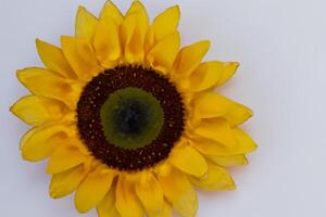 The Radiant Beauty of a Sunflower on a Pristine White Background Captures the Essence of Nature's Joyful Splendor Highlighting the Vibrant Yellow Petals and Contrasting Dark Center photo