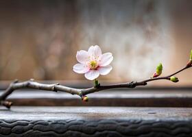 A single Tung Blossom in a minimalist setting, emphasizing its intricate details and beauty photo