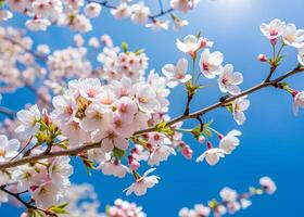 Tung Blossom branches swaying in a gentle breeze against a clear blue sky photo