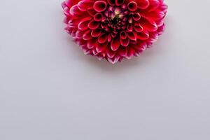 Beautiful Red Flower on White Background Mockup Capturing the Timeless Elegance of Floral Simplicity photo