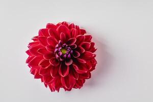 Beautiful Red Flower on White Background Mockup Capturing the Timeless Elegance of Floral Simplicity photo