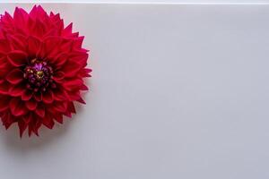 Beautiful Red Flower on White Background Mockup Capturing the Timeless Elegance of Floral Simplicity photo