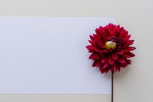 Beautiful Red Flower on White Background Mockup Capturing the Timeless Elegance of Floral Simplicity photo