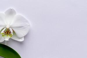 Ethereal Elegance Mockup of Beautiful White Orchid on Blank Paper, Ideal for Creative Projects and Artistic Presentations, Highlighting Natural Beauty and Grace photo