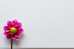 Beautiful Flower on White Background Mockup Elegance in Simplicity, Nature's Grace Captured photo