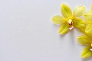 Radiant Splendor Mockup of Beautiful Yellow Orchid on Blank Paper, Perfect for Creative Projects and Artistic Presentations, Illuminating Natural Beauty and Grace photo