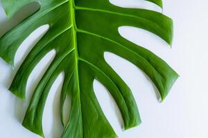 hermosa monstera hoja en blanco papel un maravilloso mezcla de natural elegancia y minimalista encanto, exhibiendo el intrincado detalles y lozano verde matiz en contra un crujiente y prístino antecedentes foto