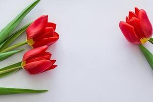 Beautiful Red Tulip Beauty on Blank Paper, Capturing Timeless Elegance and Vibrant Charm, Perfect for Artistic Presentations and Creative Projects photo