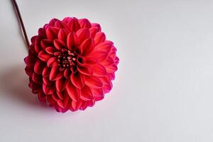 Beautiful Red Flower on White Background Mockup Capturing the Timeless Elegance of Floral Simplicity photo