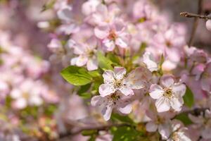 Beautiful Fresh Flower Background A Stunning Array of Blooms, Creating a Vibrant and Serene Atmosphere Perfect for Adding Elegance to Any Occasion or Decor photo