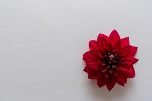 Beautiful Red Flower on White Background Mockup Capturing the Timeless Elegance of Floral Simplicity photo