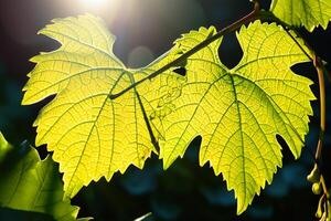 Morning Bliss A Beautiful Heart Warmed by Cheerful Sunshine, Captured in Stunning Photos of Sunlight Dancing Through Leaves