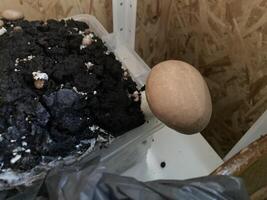 Home grown champignon mushrooms photo
