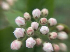 Spring flowers bloomed in the garden photo