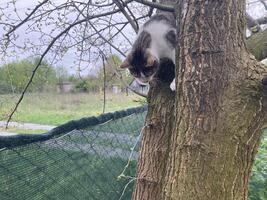 Cat climbs a tree while playing photo