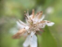 Spring flowers bloomed in the garden photo