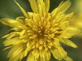 Spring flowers bloomed in the garden photo