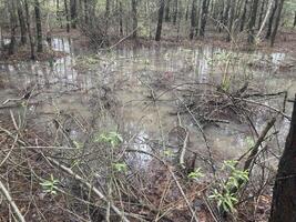 Puddles and lakes after rain in the forest photo