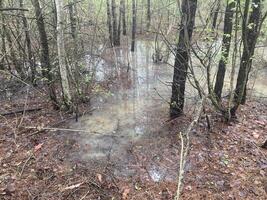 Puddles and lakes after rain in the forest photo