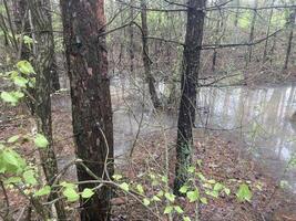 Puddles and lakes after rain in the forest photo