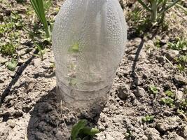 Seedlings are covered in the garden for vegetable growth photo
